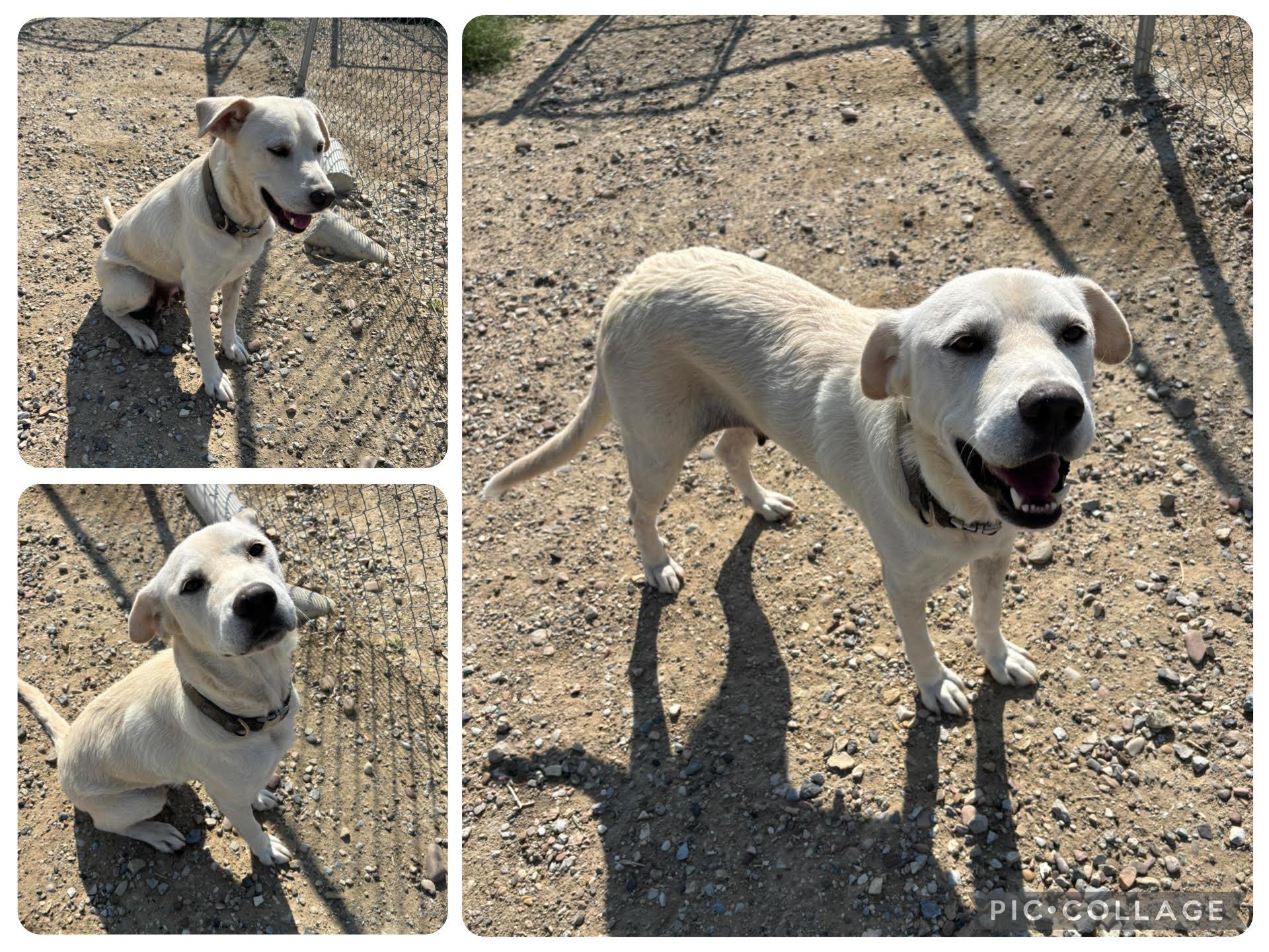 Sadie, a ADOPTABLE Mixed Breed in Rock Springs, WY image 2/2