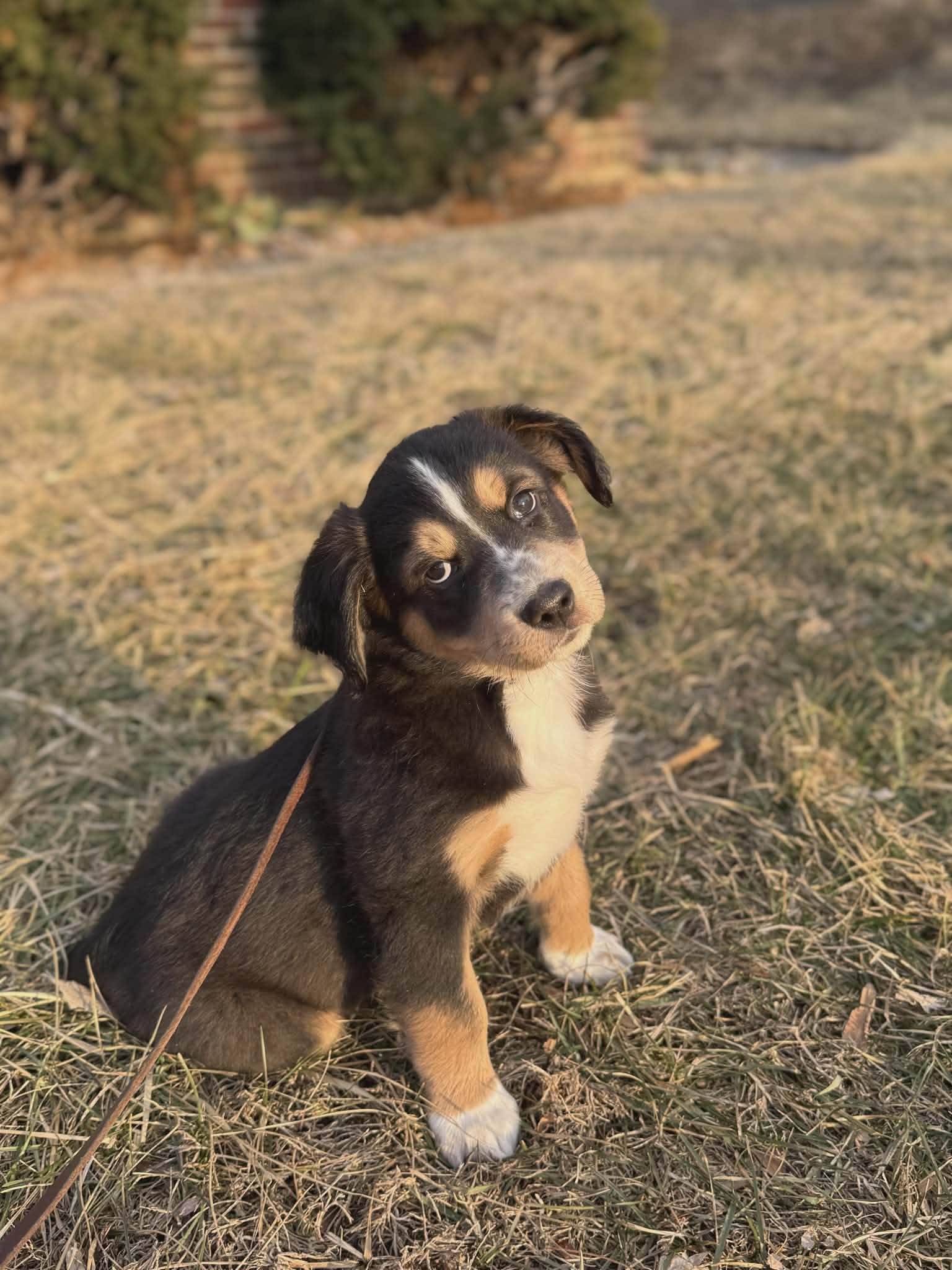 Finn, adopted, Puppy Male Australian Shepherd & Chocolate Labrador Retriever.