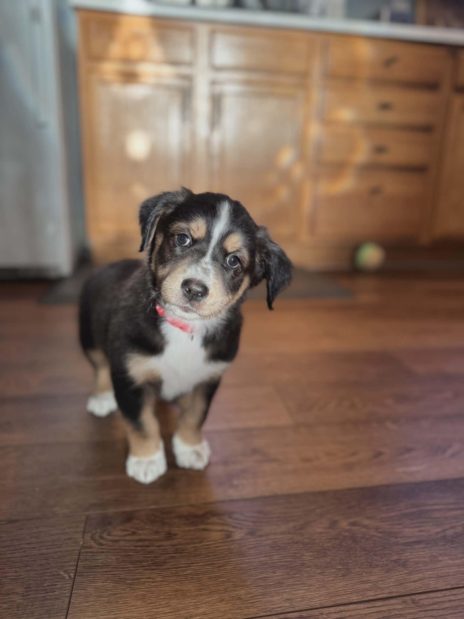 Enlarge Finn, an adopted mixed breed in Dubuque, IA image 5/5