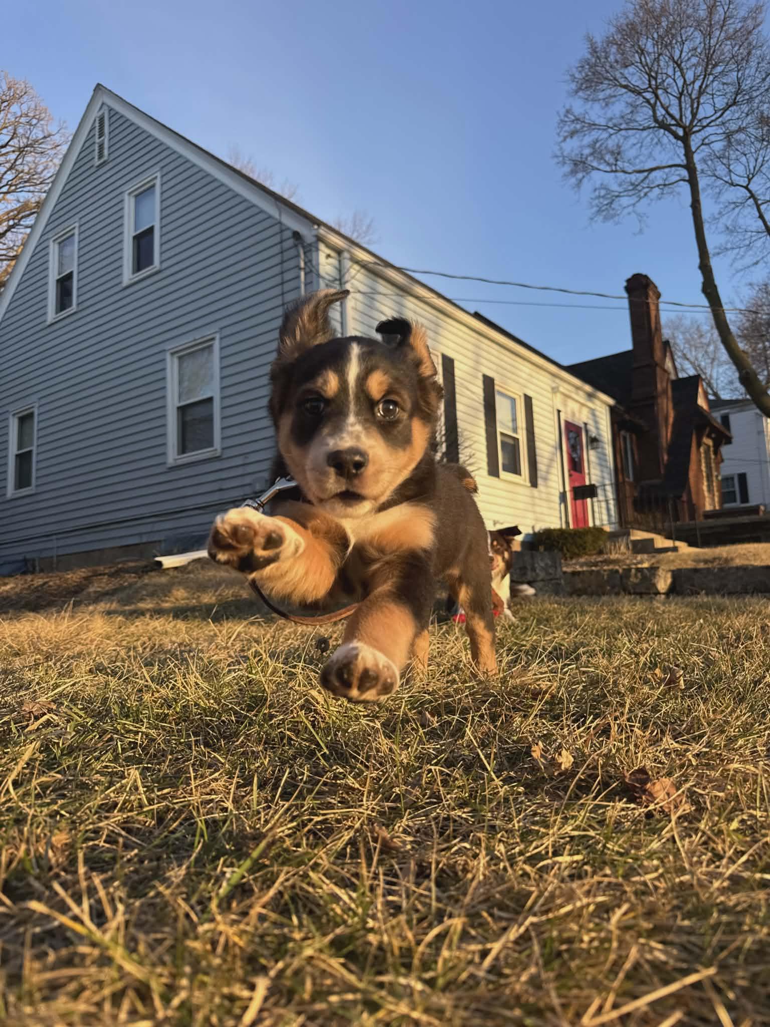 Enlarge Finn, an adopted mixed breed in Dubuque, IA image 4/5