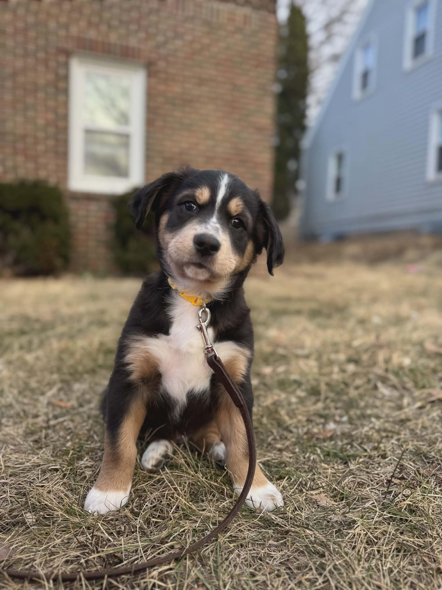 Enlarge Finn, an adopted mixed breed in Dubuque, IA image 3/5