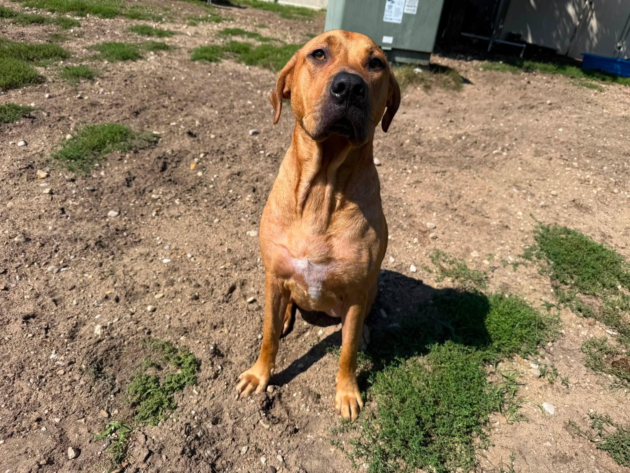 Ellie, ADOPTABLE, Adult Female Mastiff.