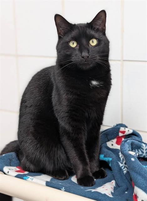 Enlarge BERRY, a Adoptable Domestic Short Hair in Canfield, OH image 1/1