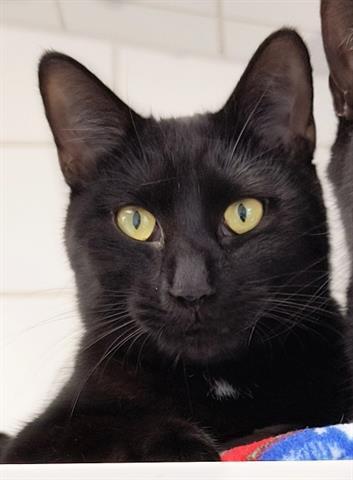 BERRY, Adoptable, Young Male Domestic Short Hair.