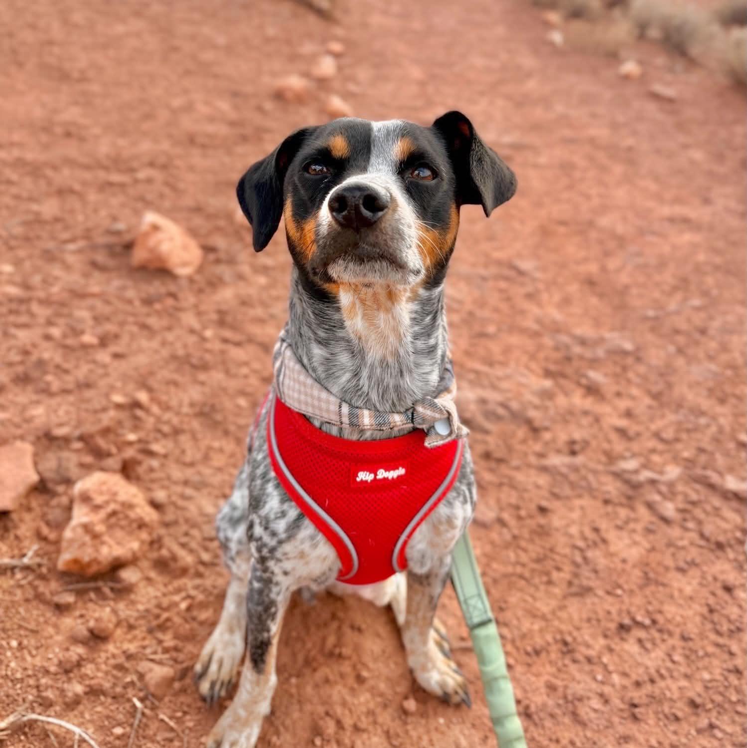 Enlarge Jesse, a Adoptable mixed breed in Boulder, CO image 5/6