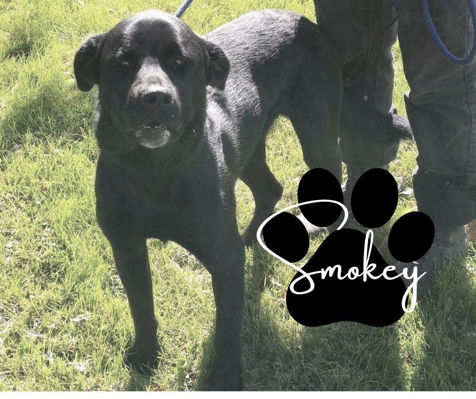 Smokey, Adoptable, Young Male Black Labrador Retriever.