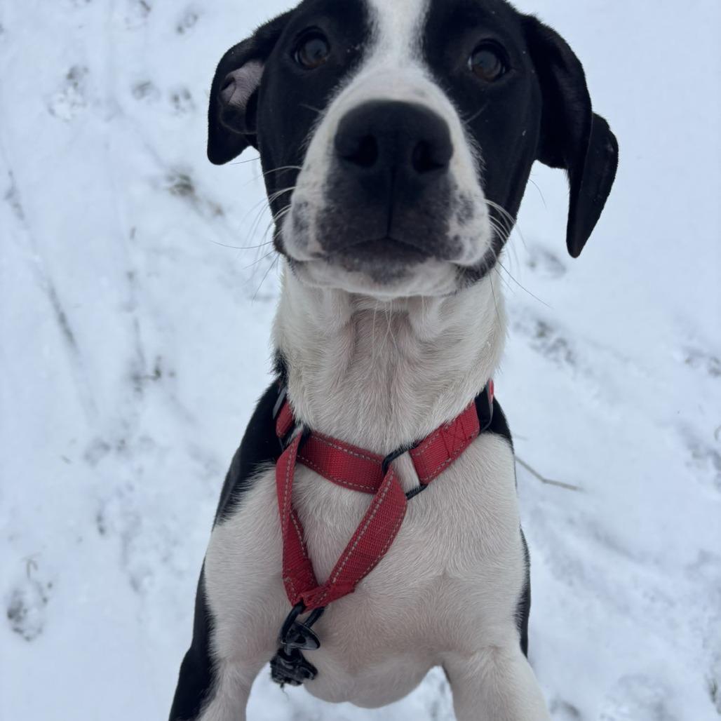 Cleveland, Adoptable, Young Male Pit Bull Terrier.