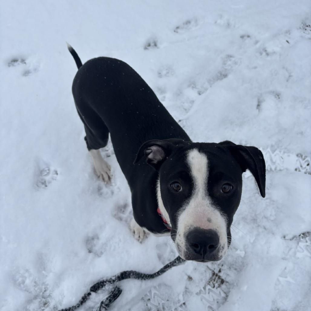 Enlarge Cleveland, a Adoptable Pit Bull Terrier in Harrisonburg, VA image 3/4