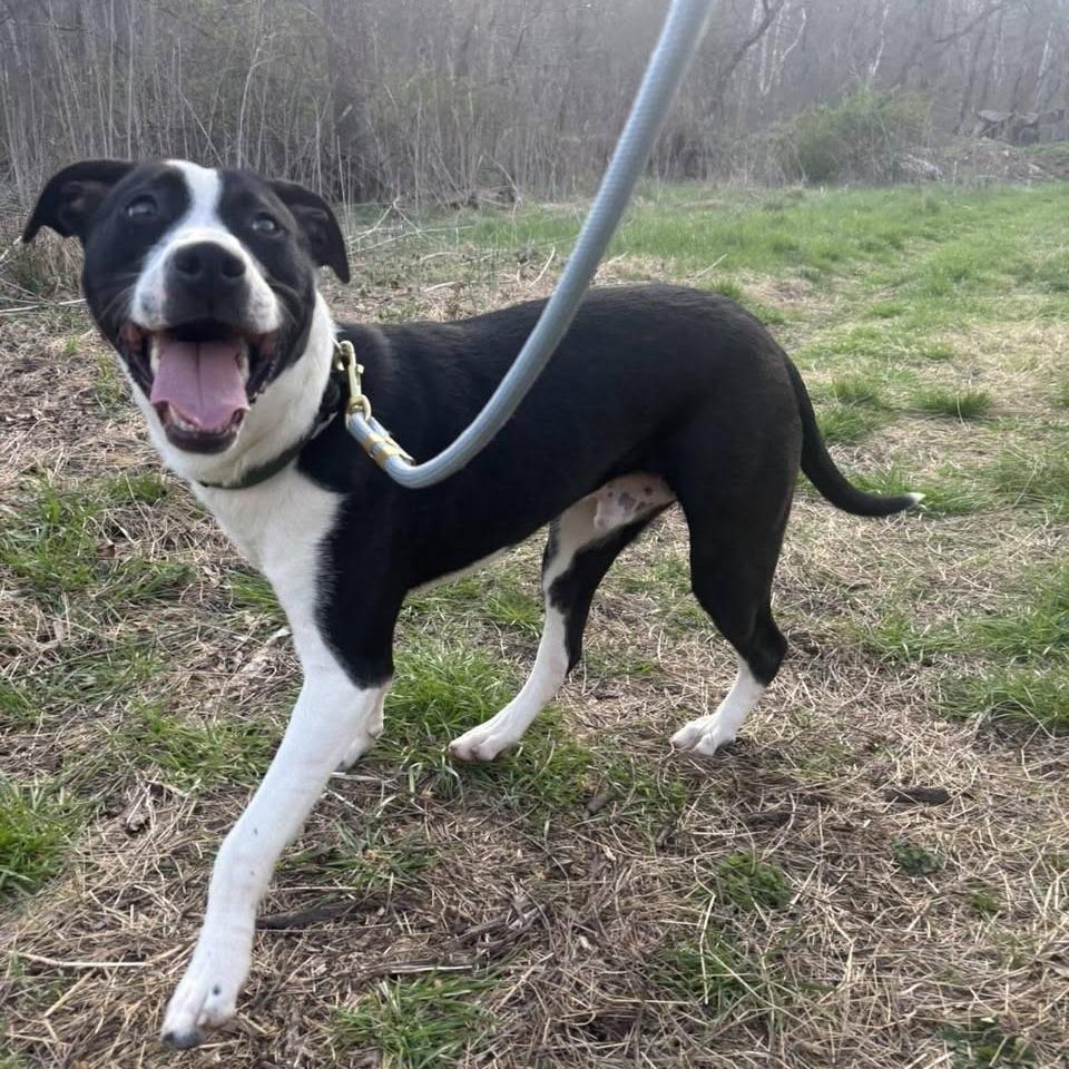 Enlarge Cleveland, a Adoptable Pit Bull Terrier in Harrisonburg, VA image 4/4