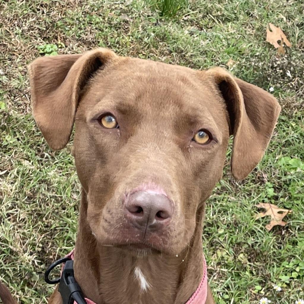 Enzo, Adoptable, Young Male Pit Bull Terrier.