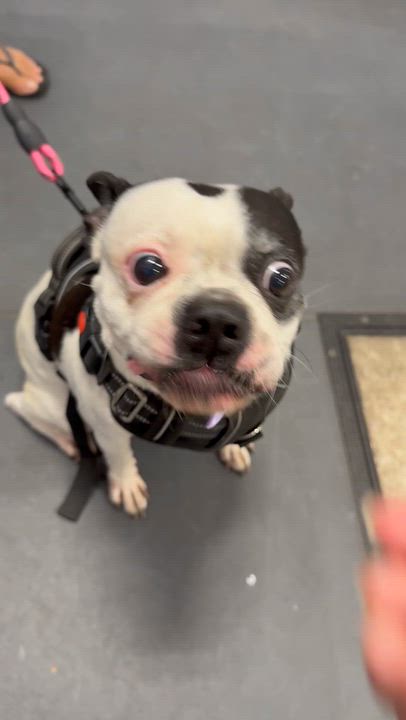 Enlarge Penny, a Adoptable mixed breed in Bourne, TX video 3/6