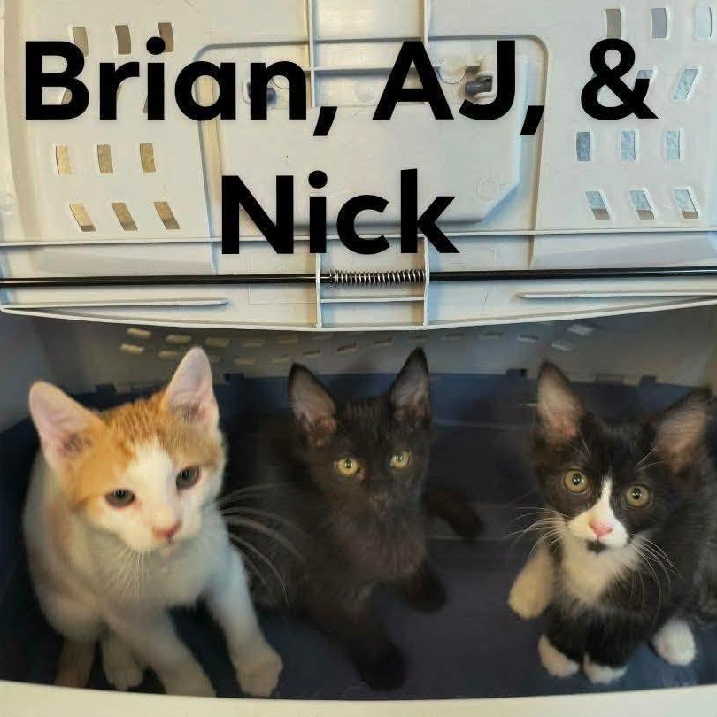 Backstreet Boys, Adoptable, Young Male Domestic Short Hair.