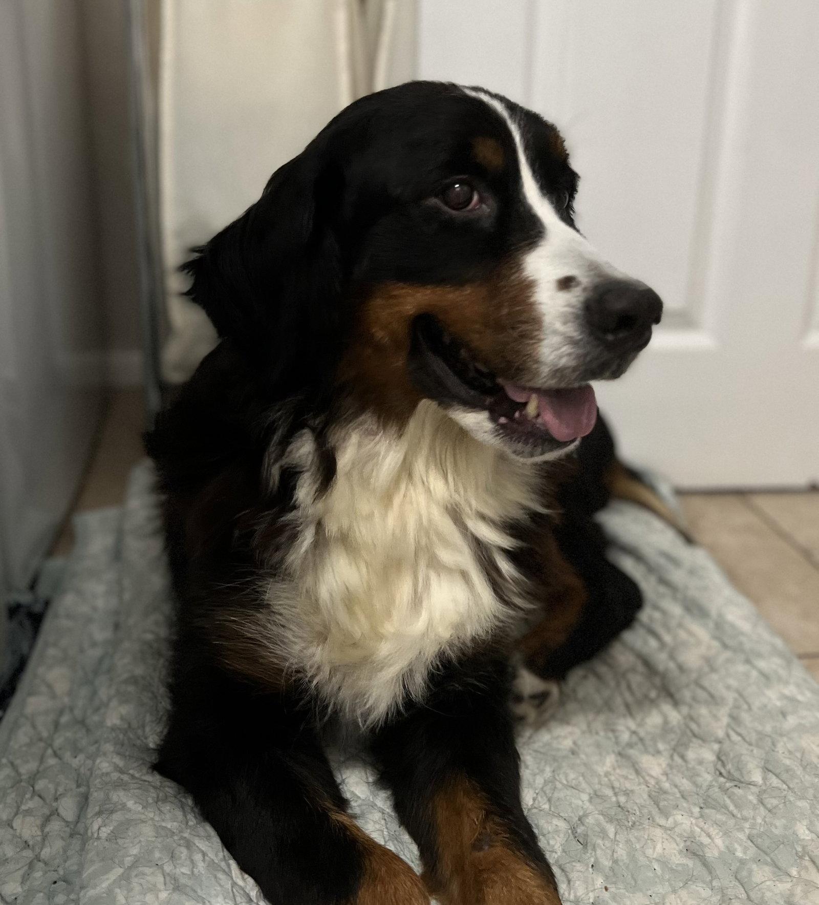 Maven, Adoptable, Adult Female Bernese Mountain Dog.