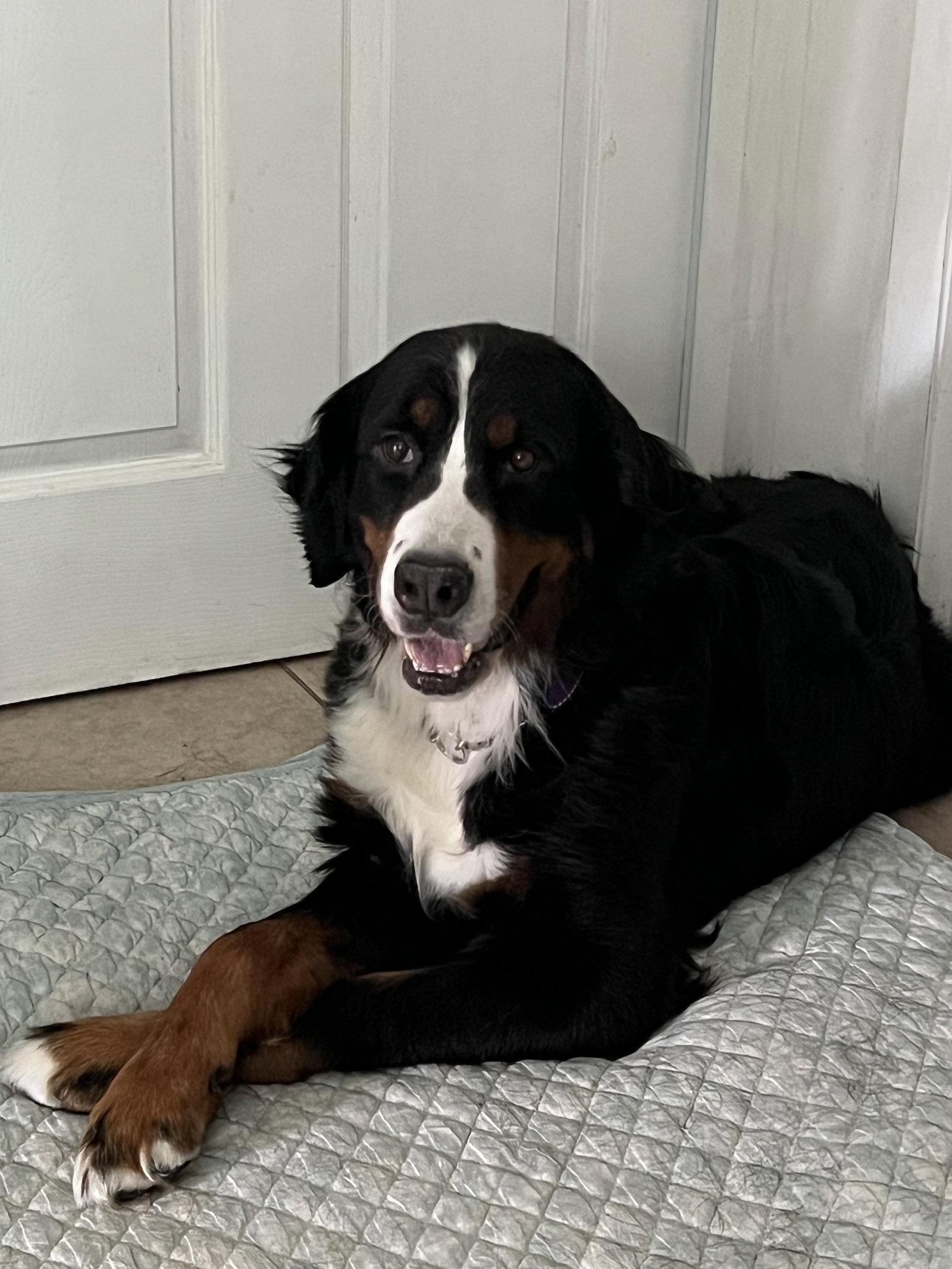 Enlarge Maven, a Adoptable Bernese Mountain Dog in Valrico, FL image 3/3