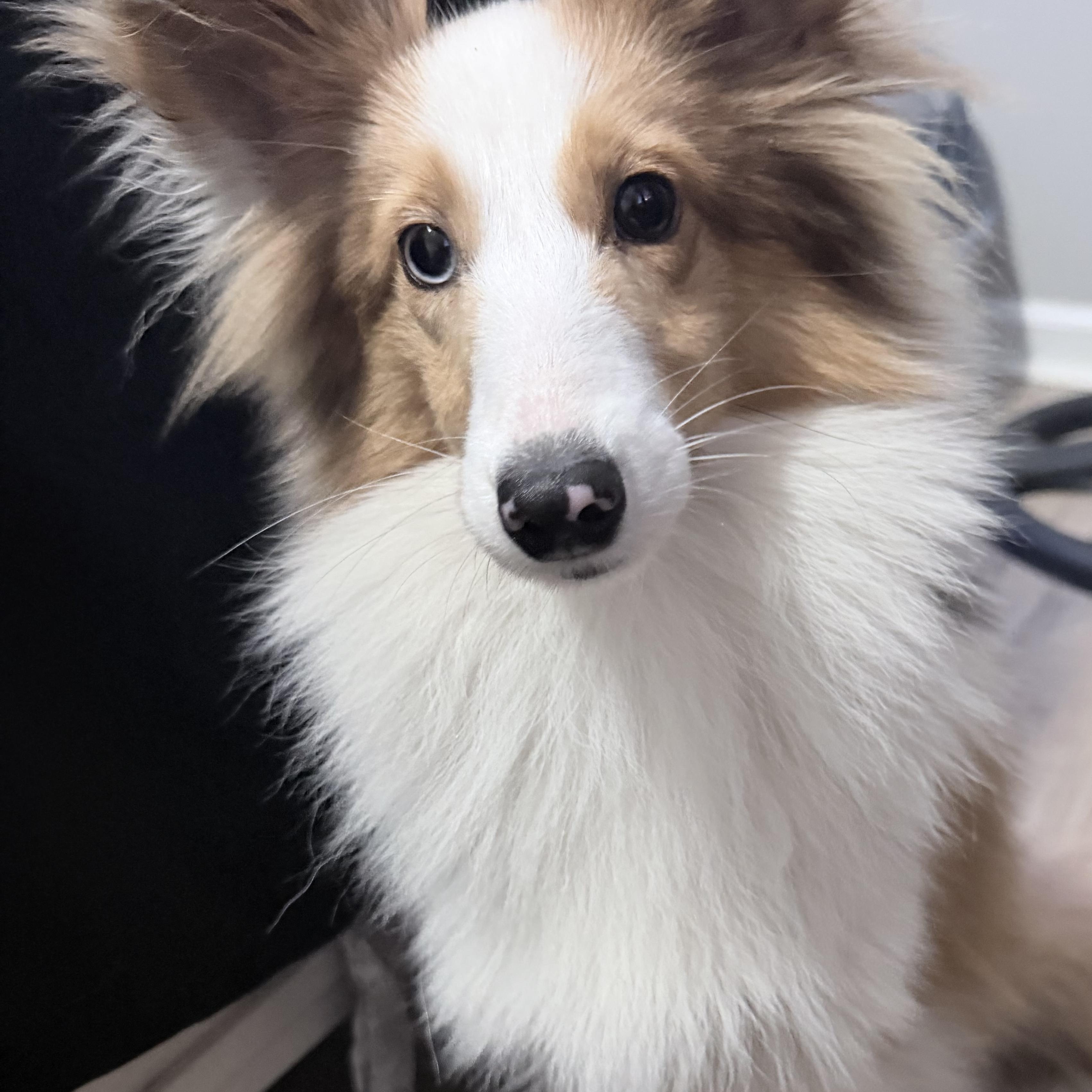 Pearl, adoptable, Puppy Female Shetland Sheepdog / Sheltie.