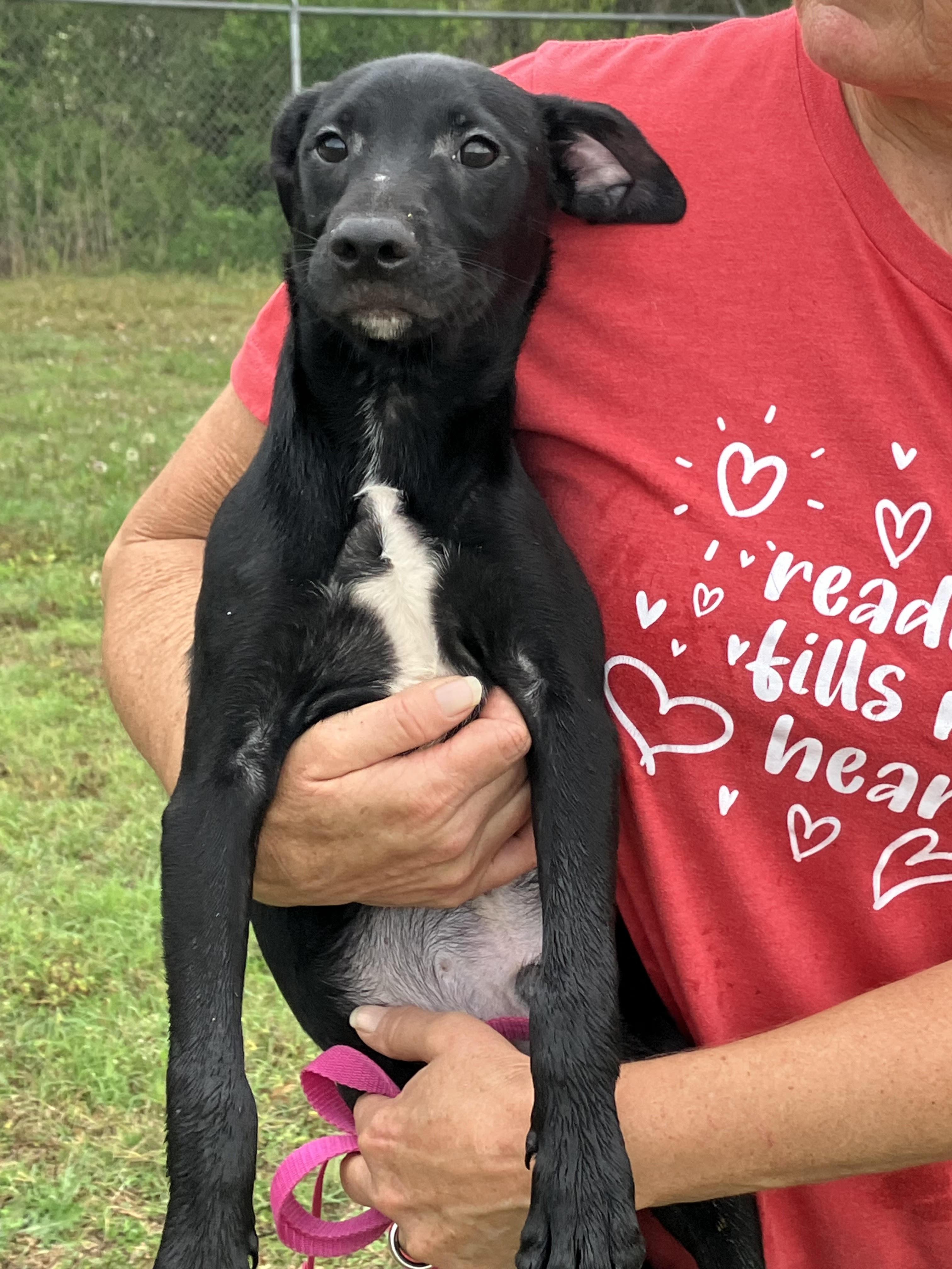 Enlarge DUKE-Mystery Mix, a Adopted mixed breed in Walnutport, PA image 4/6