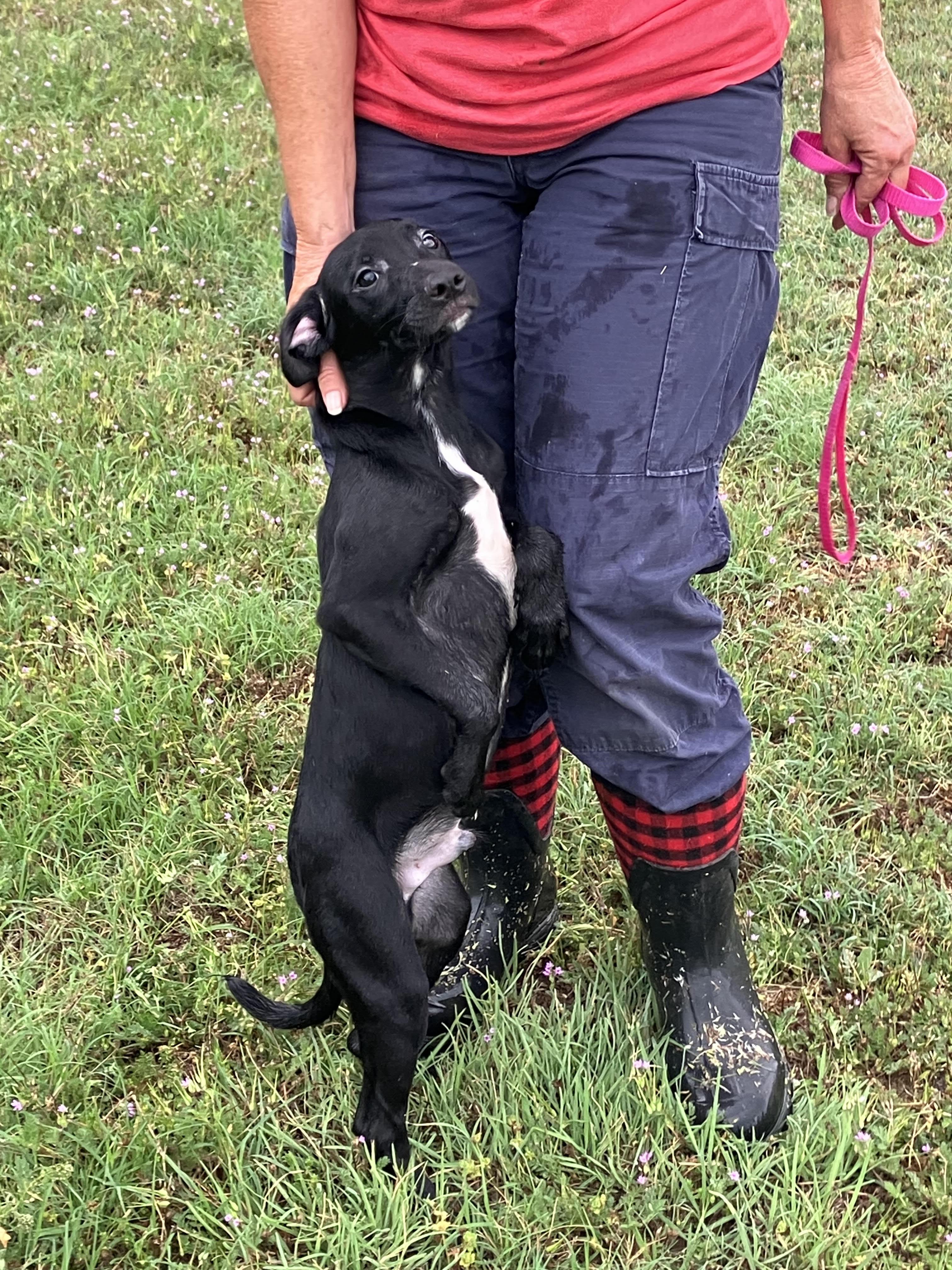 Enlarge DUKE-Mystery Mix, a Adopted mixed breed in Walnutport, PA image 2/6