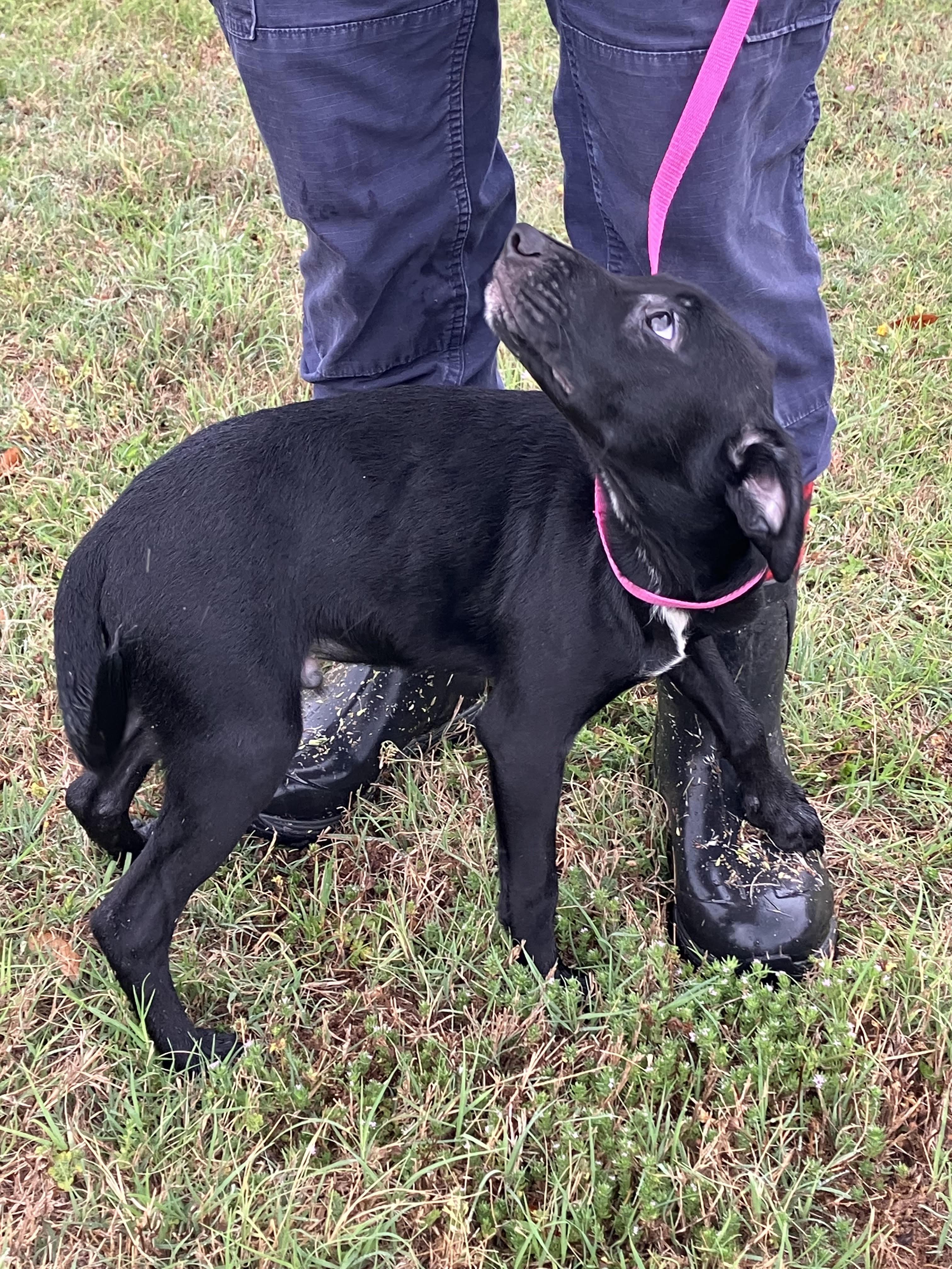 Enlarge DUKE-Mystery Mix, a Adopted mixed breed in Walnutport, PA image 3/6
