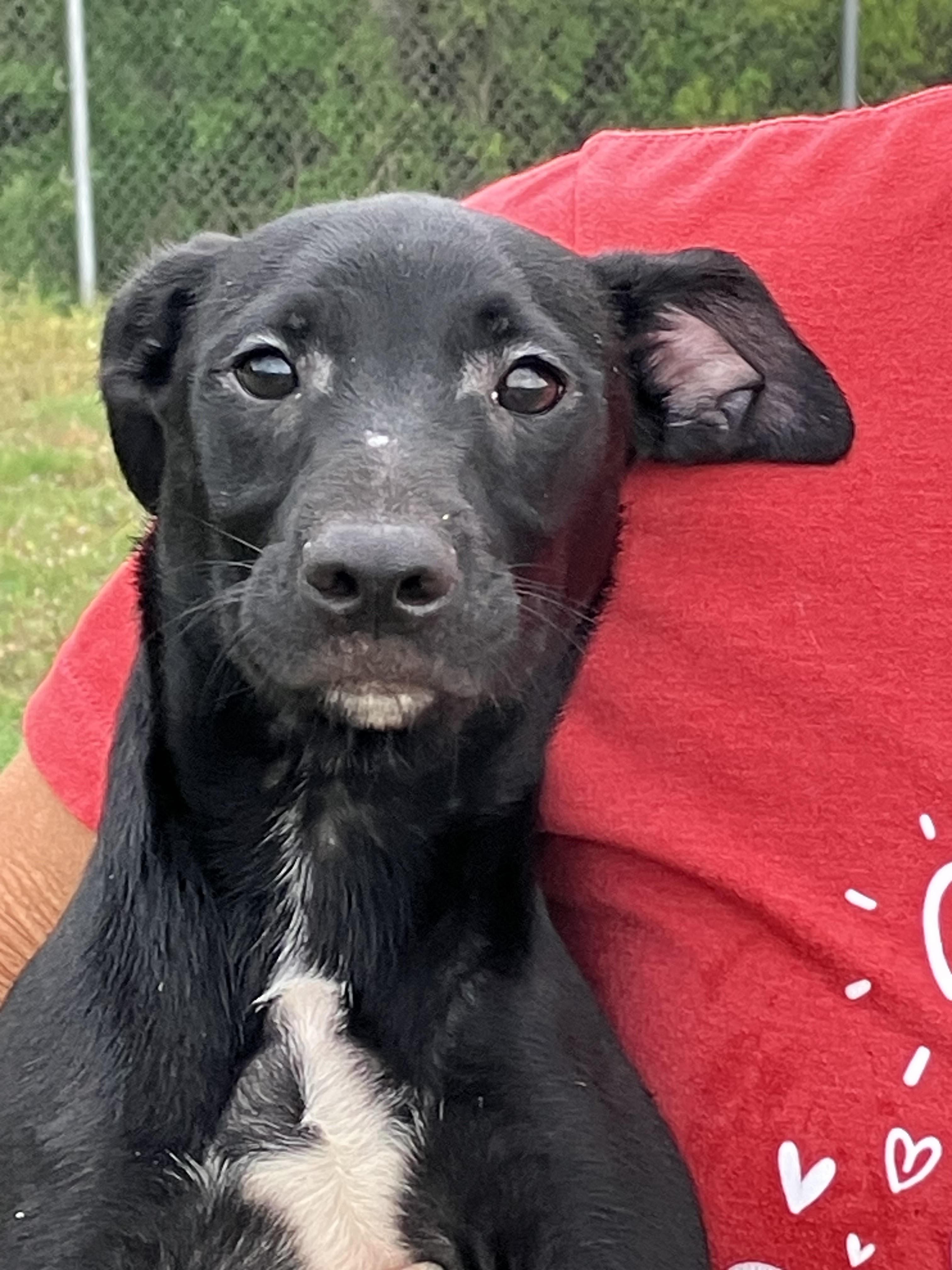 Enlarge DUKE-Mystery Mix, a Adopted mixed breed in Walnutport, PA image 1/6