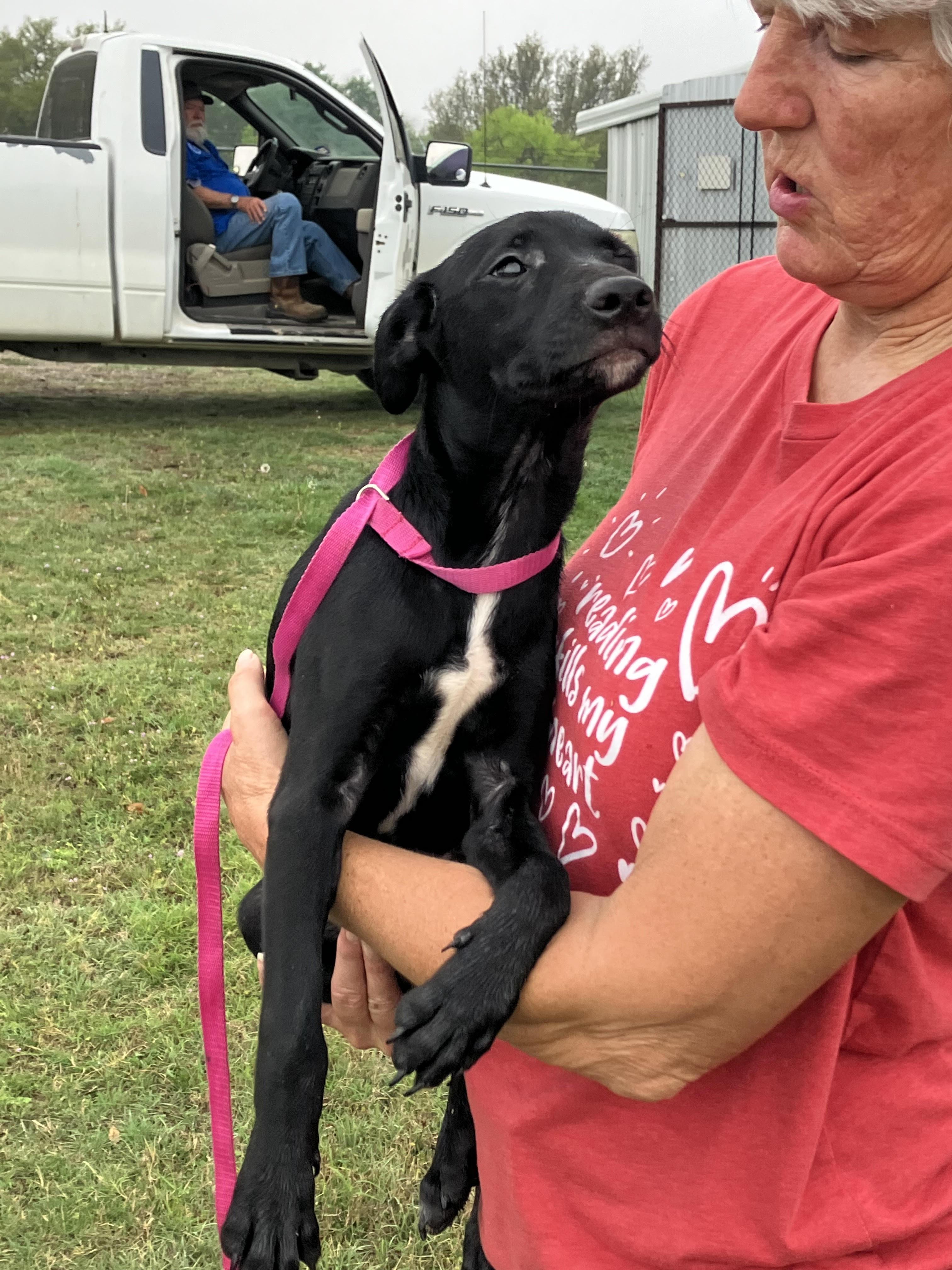Enlarge DUKE-Mystery Mix, a Adopted mixed breed in Walnutport, PA image 5/6