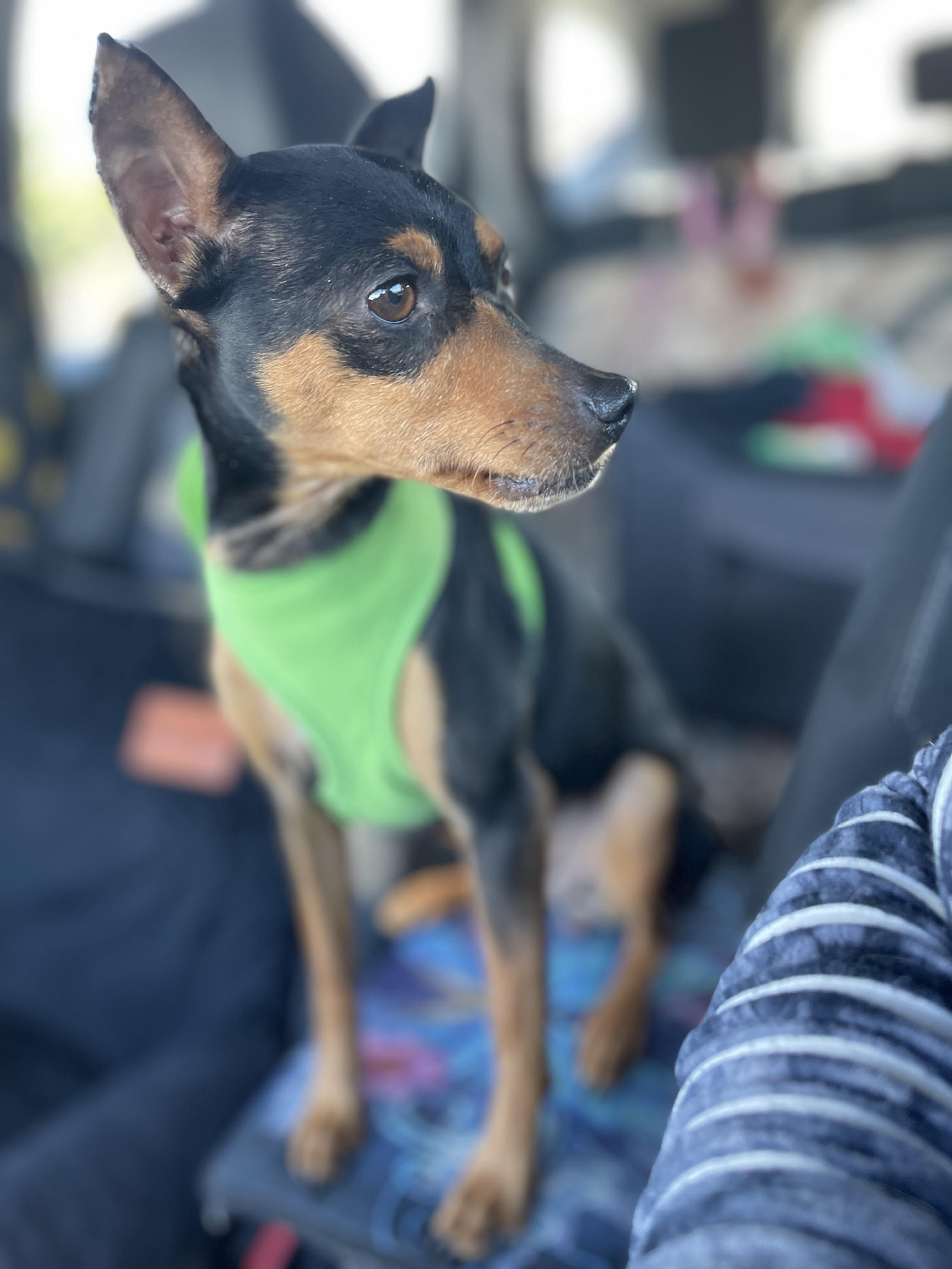 VIVIAN 3 yrs 8 lbs, a Adoptable Miniature Pinscher in san diego, CA image 1/6