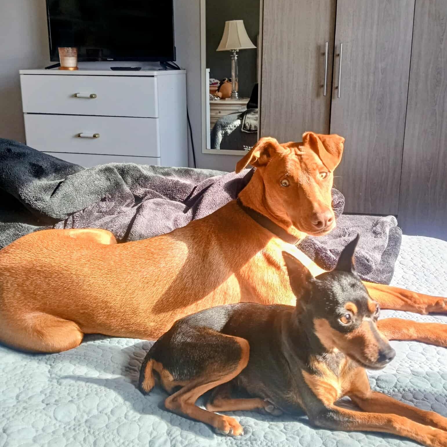 VIVIAN 3 yrs 8 lbs, a Adoptable Miniature Pinscher in san diego, CA image 6/6