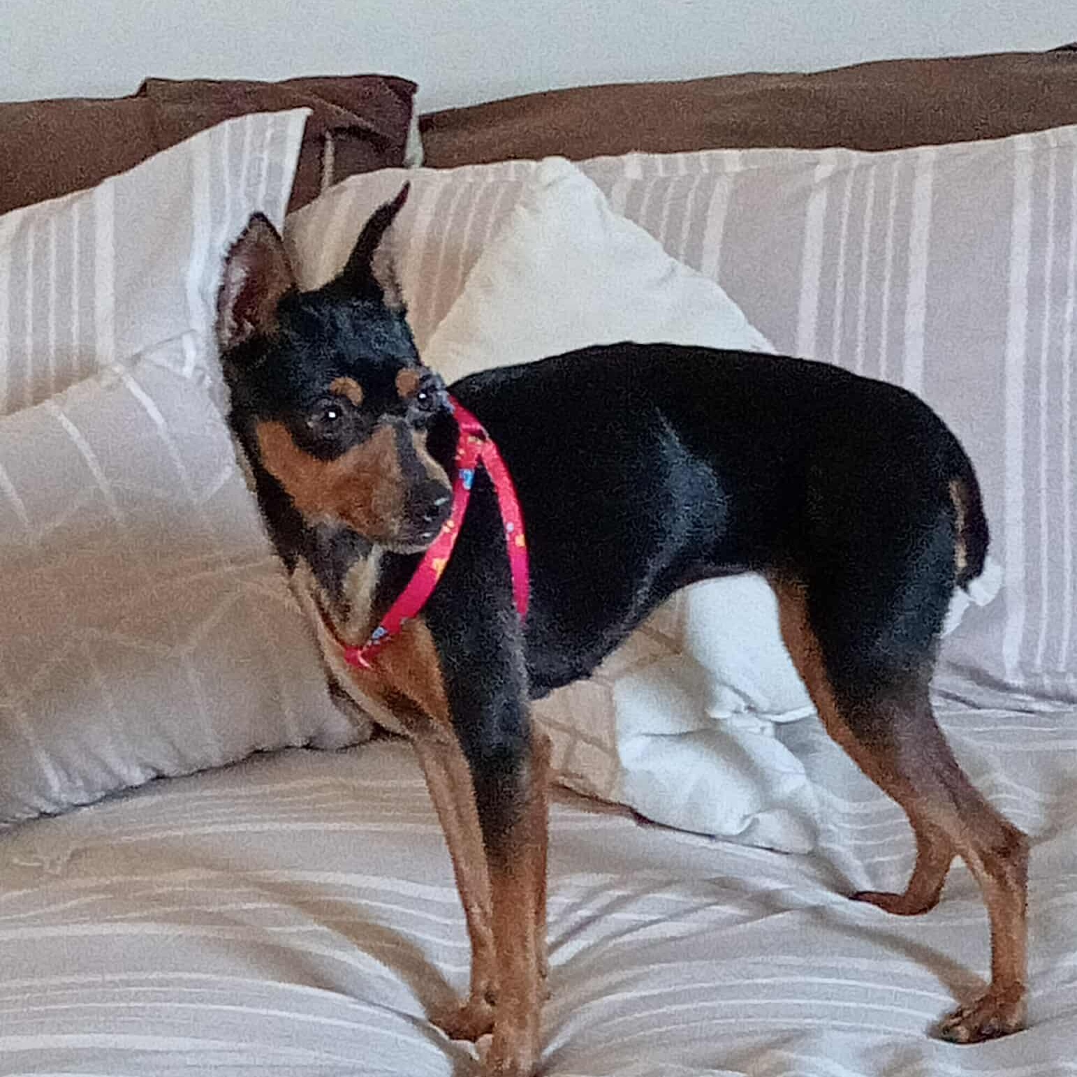 VIVIAN 3 yrs 8 lbs, a Adoptable Miniature Pinscher in san diego, CA image 4/6