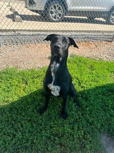 River, ADOPTABLE, Young Female Belgian Shepherd / Malinois & Labrador Retriever.