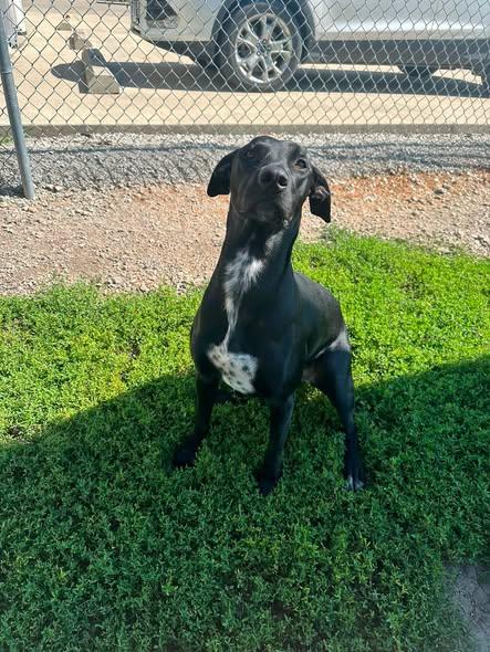 River, a ADOPTABLE mixed breed in Clinton, IL image 2/2