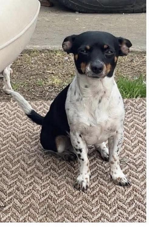 Enlarge George , a ADOPTABLE mixed breed in San Antonio, TX image 2/3