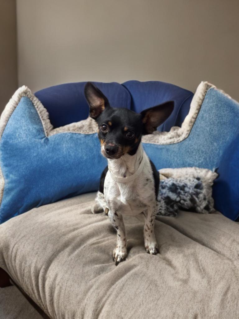 George , ADOPTABLE, Young Male Rat Terrier & Chihuahua.