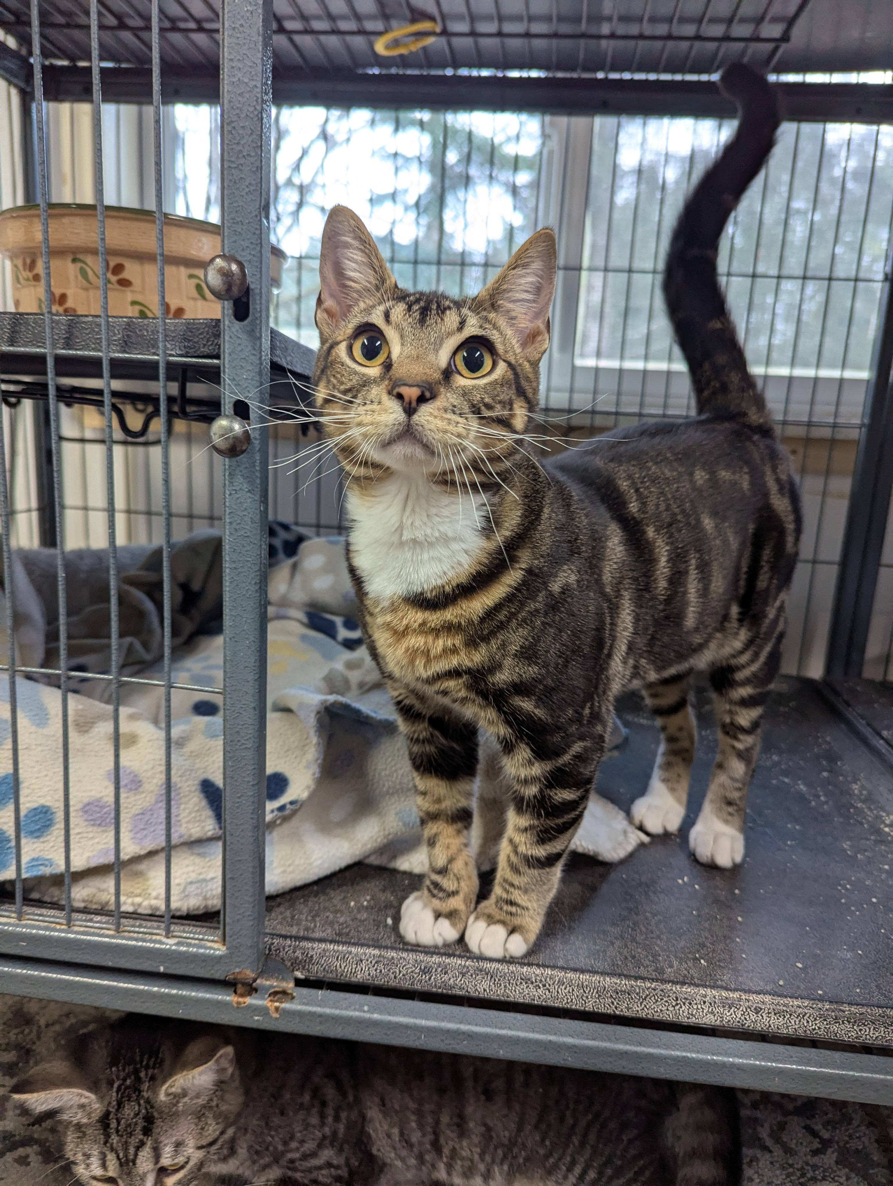 Nikki, ADOPTABLE, Young Male Domestic Short Hair.
