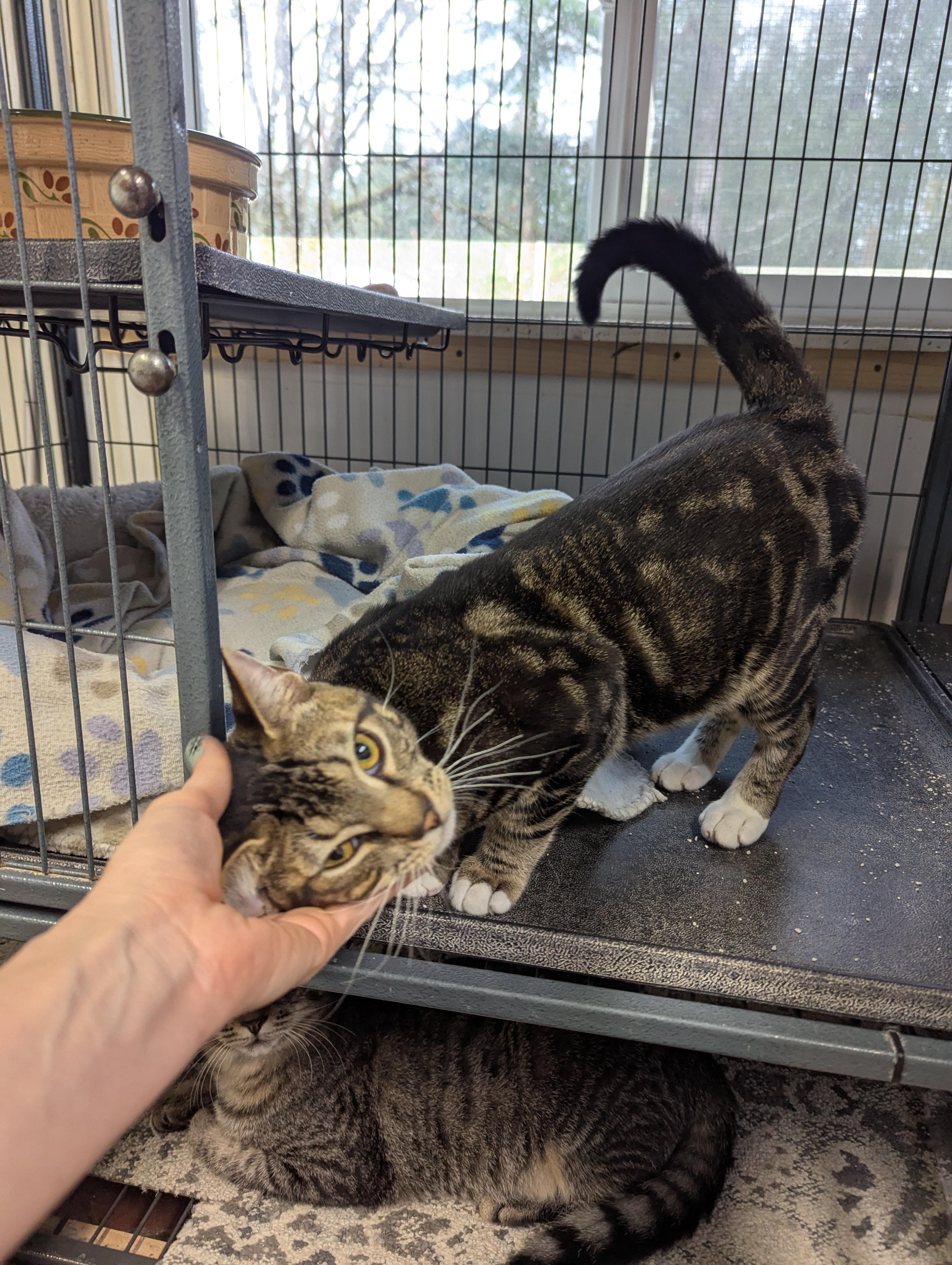 Nikki, a ADOPTABLE Domestic Short Hair in Shelton, WA image 2/3