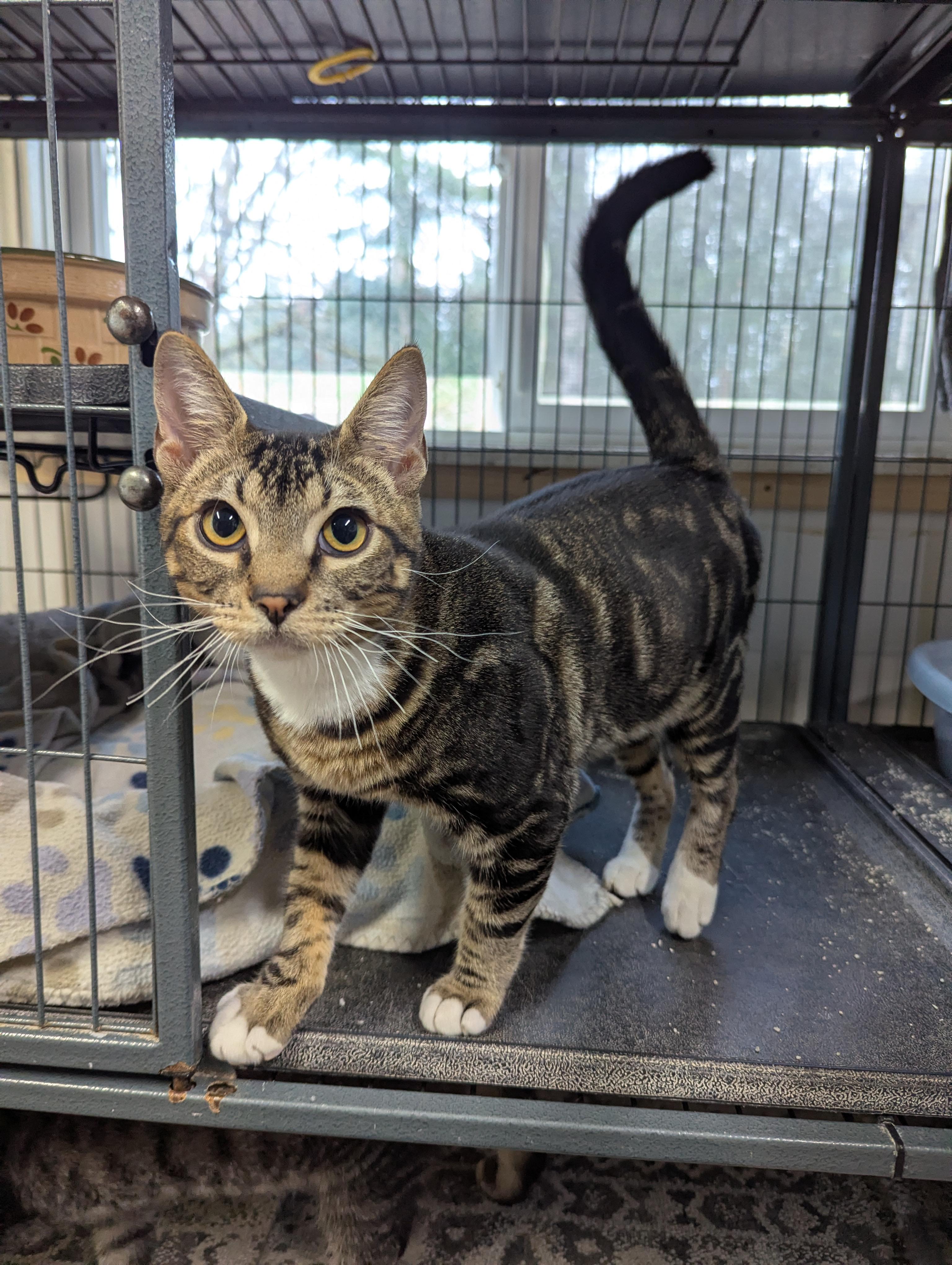 Nikki, a ADOPTABLE Domestic Short Hair in Shelton, WA image 3/3