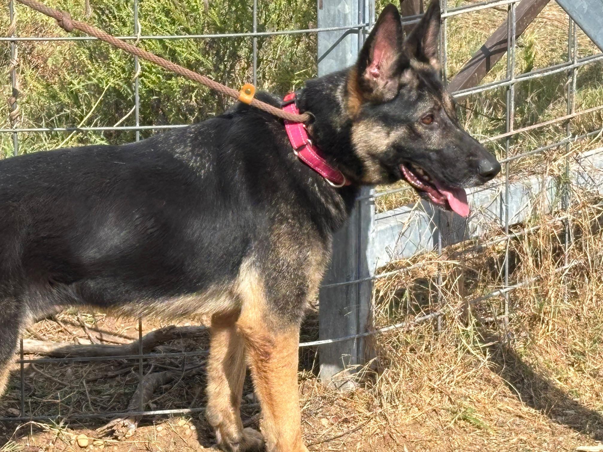 Enlarge Anya, a ADOPTABLE German Shepherd Dog in Rockdale, TX image 2/6