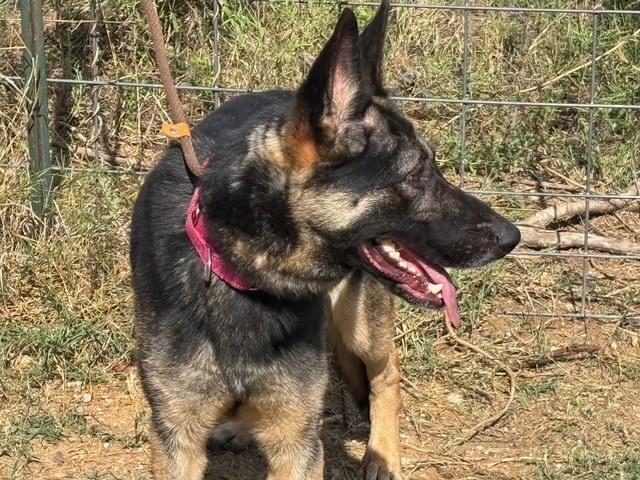 Enlarge Anya, a ADOPTABLE German Shepherd Dog in Rockdale, TX image 5/6