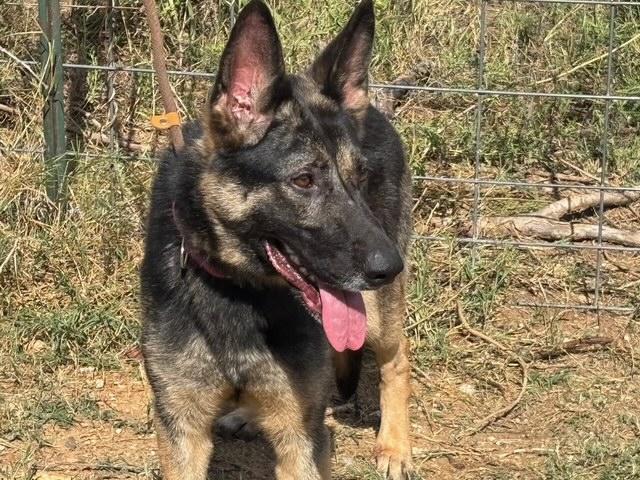 Enlarge Anya, a ADOPTABLE German Shepherd Dog in Rockdale, TX image 4/6