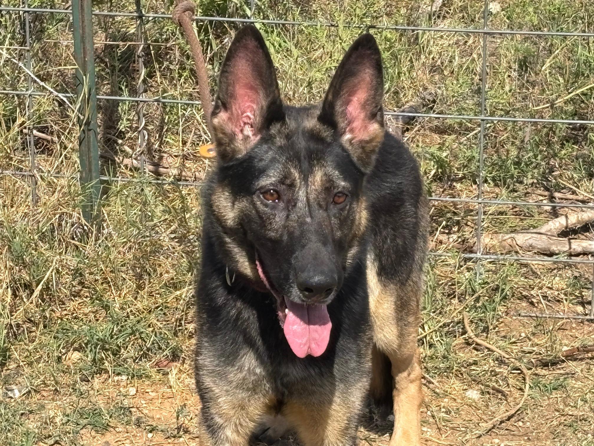 Enlarge Anya, a ADOPTABLE German Shepherd Dog in Rockdale, TX image 1/6