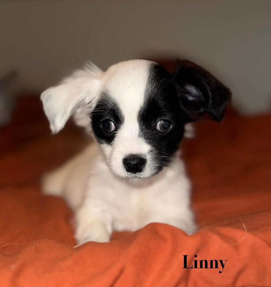 Linny, Adoptable, Puppy Male Chinese Crested Dog.