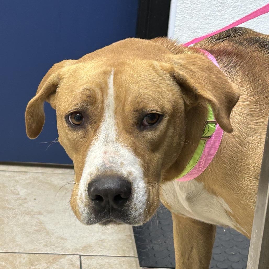 Zaiden, Adoptable, Adult Male Mixed Breed.