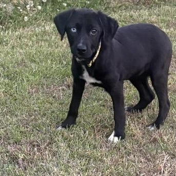 Enlarge Cali, an adopted mixed breed in Harrisburg, PA image 3/6