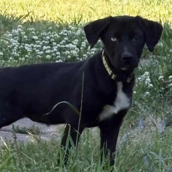 Enlarge Cali, an adopted mixed breed in Harrisburg, PA image 4/6