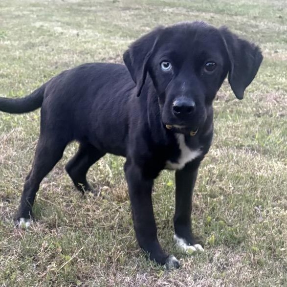 Enlarge Cali, an adopted mixed breed in Harrisburg, PA image 6/6