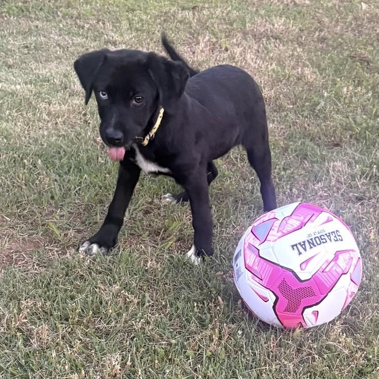 Enlarge Cali, an adopted mixed breed in Harrisburg, PA image 1/6