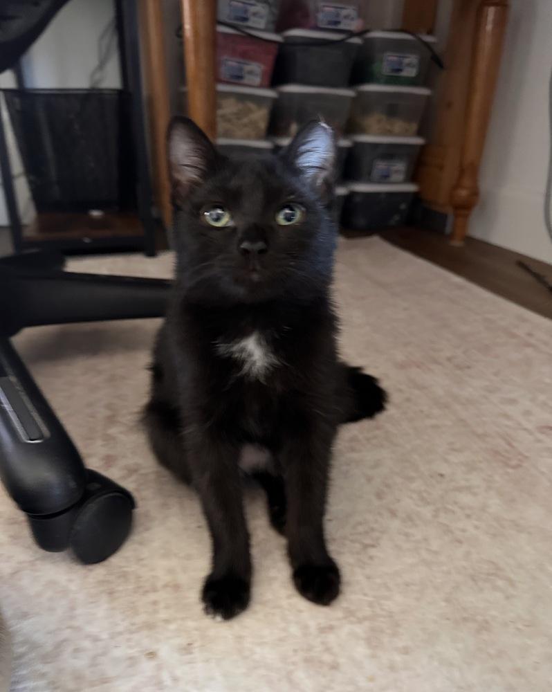 Enlarge Garbanzo, a Adoptable Domestic Short Hair in Albuquerque, NM image 1/1