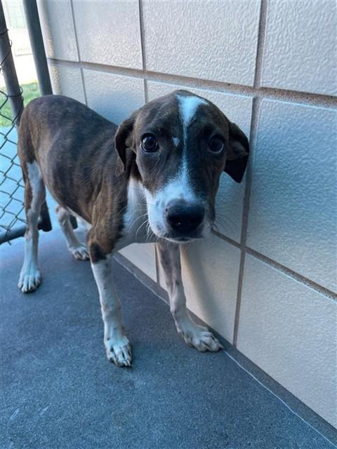 KYOTO, Adoptable, Puppy Female Mastiff & Mixed Breed.