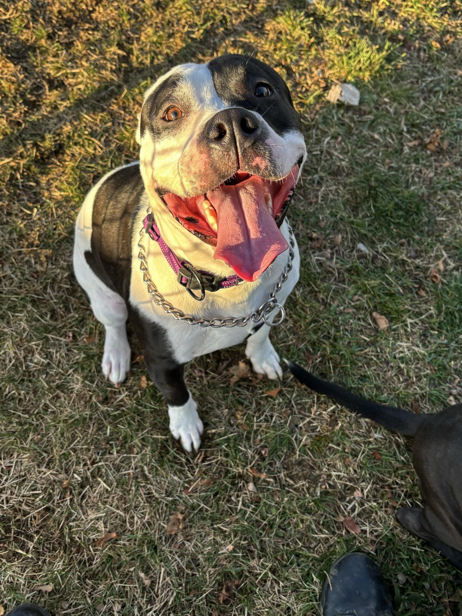 Lil Joe, ADOPTABLE, Young Male Pit Bull Terrier.