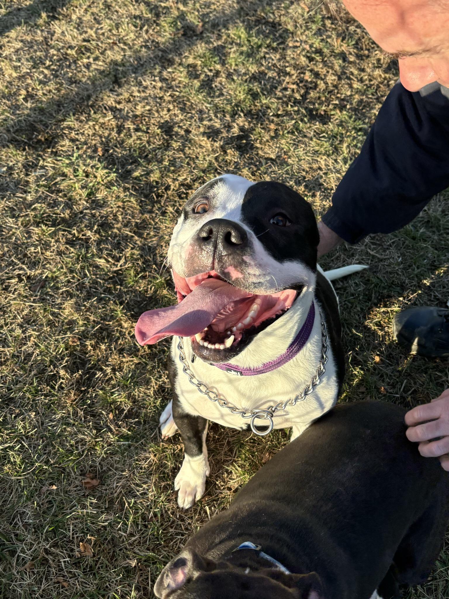 Lil Joe, a ADOPTABLE Pit Bull Terrier in Milford, CT image 3/3