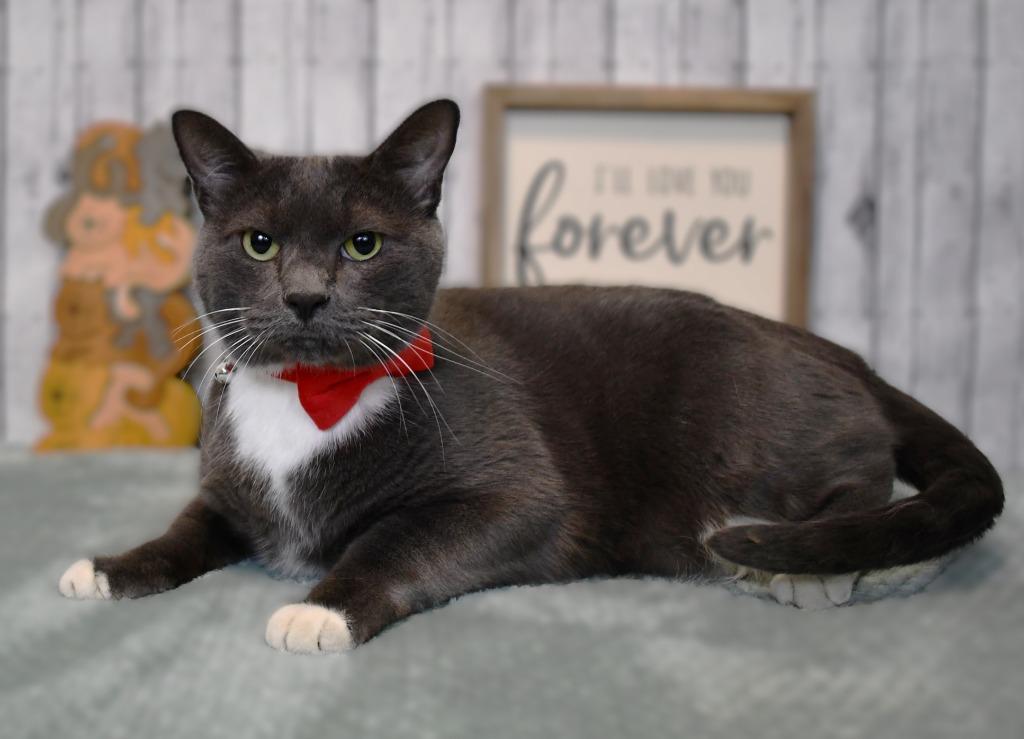 Kio, Adoptable, Adult Male Domestic Short Hair.