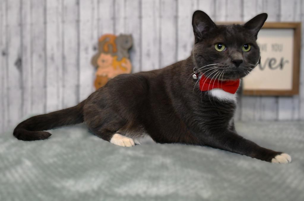 Enlarge Kio, a Adoptable mixed breed in Roanoke, TX image 2/3